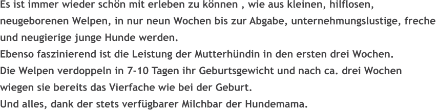 Es ist immer wieder sch�n mit erleben zu k�nnen , wie aus kleinen, hilflosen,  neugeborenen Welpen, in nur neun Wochen bis zur Abgabe, unternehmungslustige, freche  und neugierige junge Hunde werden. Ebenso faszinierend ist die Leistung der Mutterh�ndin in den ersten drei Wochen. Die Welpen verdoppeln in 7-10 Tagen ihr Geburtsgewicht und nach ca. drei Wochen wiegen sie bereits das Vierfache wie bei der Geburt. Und alles, dank der stets verf�gbarer Milchbar der Hundemama.